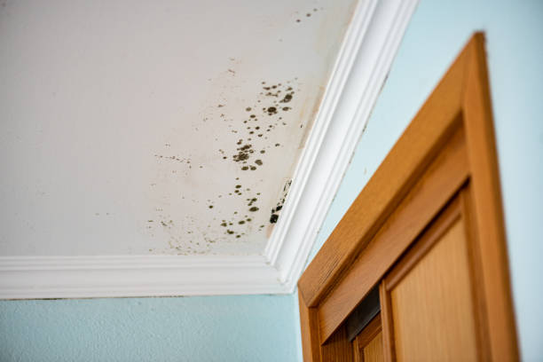 Best Toxic Mold Removal  in Bloomfield, MO