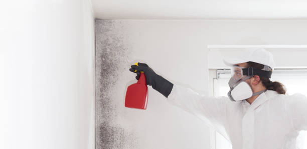 Best Residential Mold Removal  in Bloomfield, MO