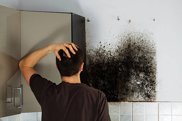 Best Attic Mold Removal  in Bloomfield, MO