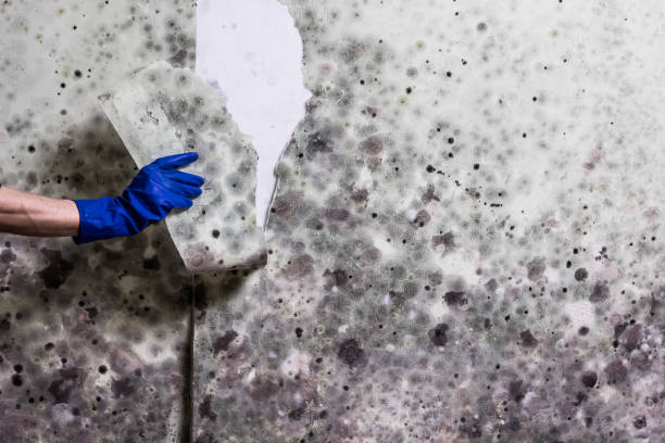 Best Commercial Mold Removal  in Bloomfield, MO